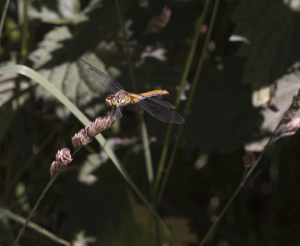 Macrofotograrie