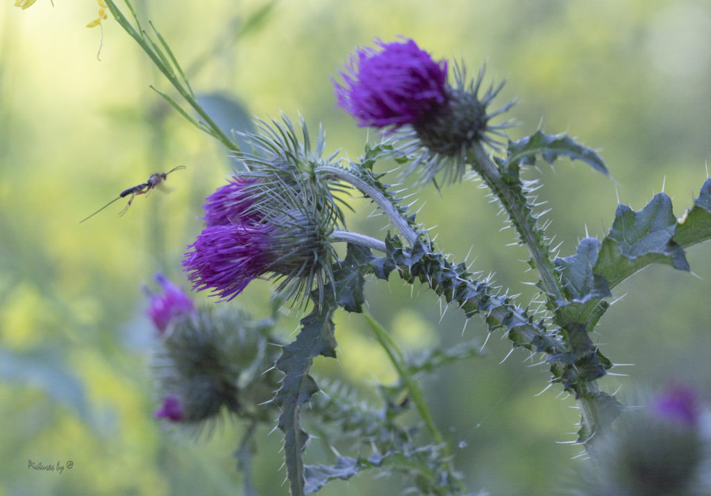 Macrofotografie