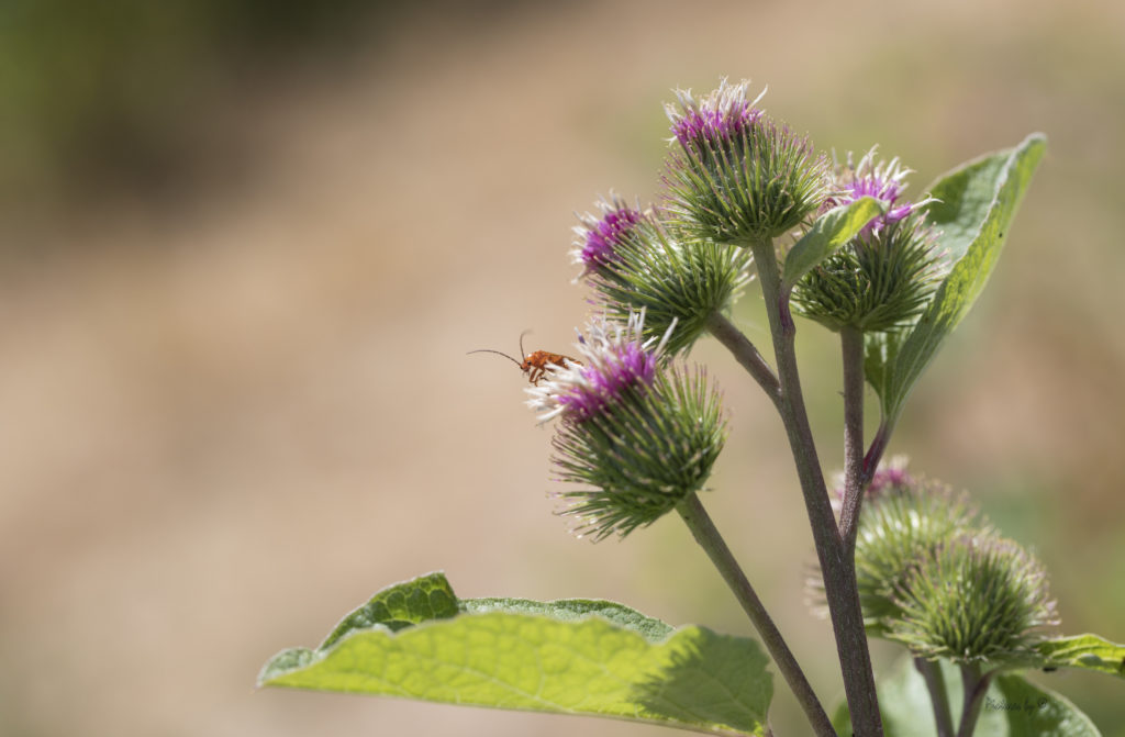 Macrofotografie