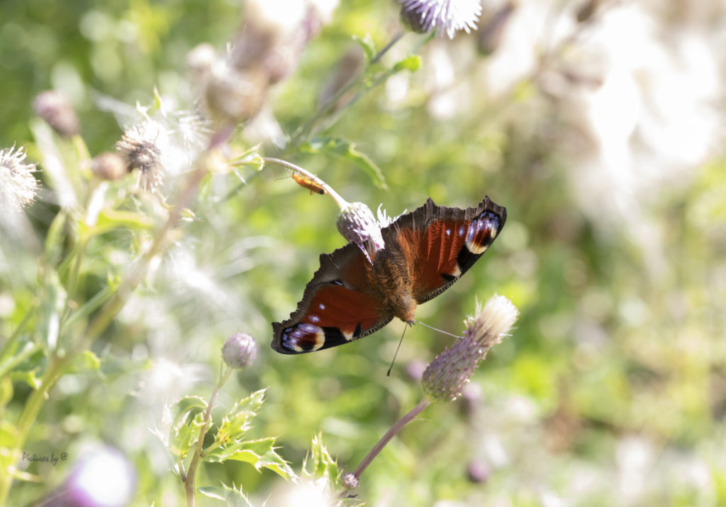 Macrofotografie