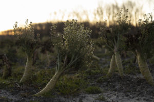 Landschapsfotografie