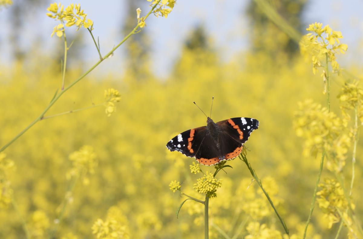 Landschapsfotografie