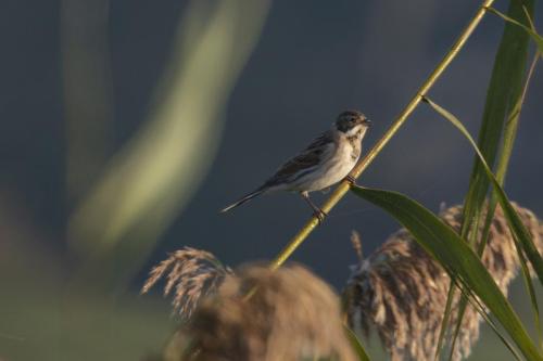 Putter in d het riet